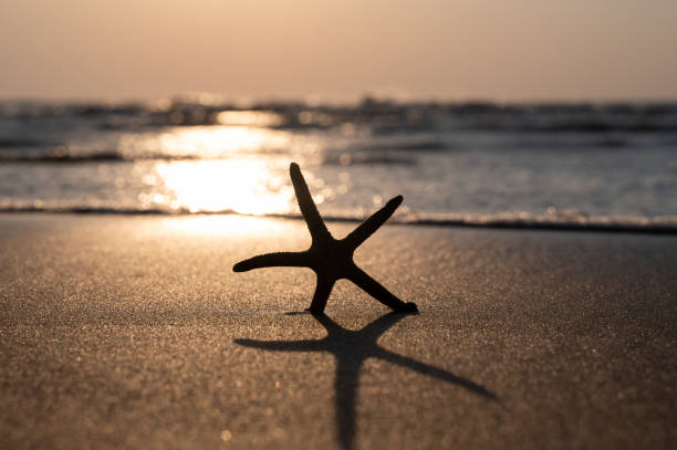 istock A starfish in the sand on a beach at sunset 2193744412