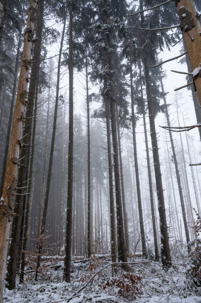 istock Trees in winter with snow and fog 2193744862