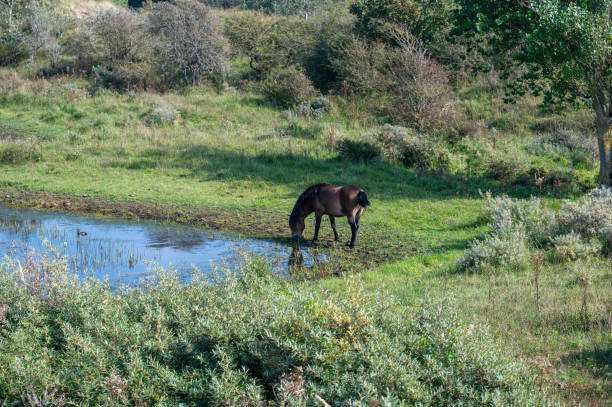 istock Wild horse at a small lake in a dune landscape 2193744897