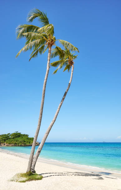 istock Beautiful beach with coconut trees on Malapascua Island, Philippines. 2193746518
