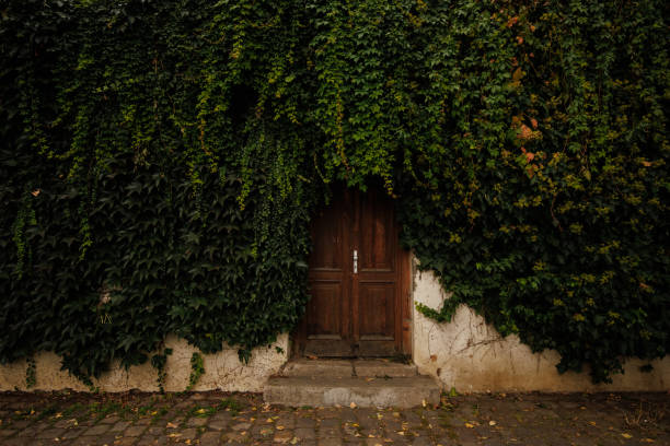 istock Lush ivy envelops an old wooden door 2193746533