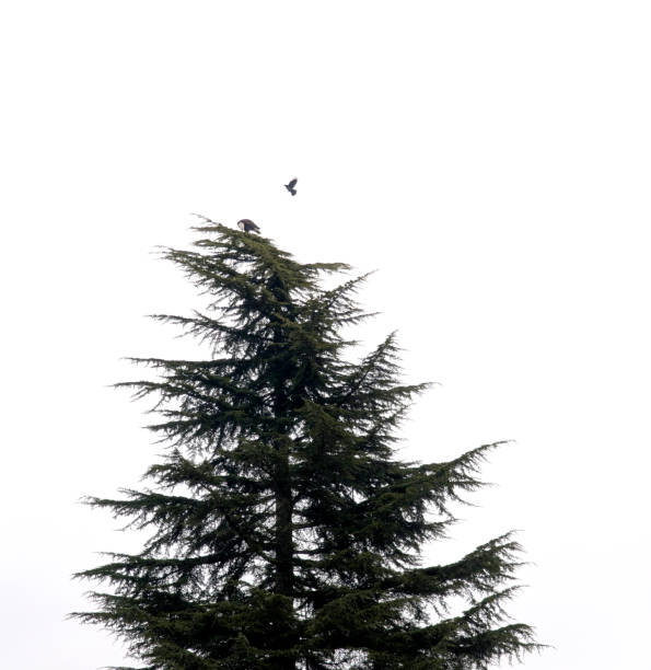Tiny orange birds on a top of spruce tree. Red crossbills in winter time. Clear blue evening sky in a forest. Selective focus on the animals, blurred background.