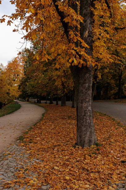 A peaceful stroll through colorful autumn foliage.