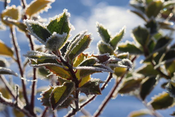 istock Frost covered holly leaves in winter 2193747815