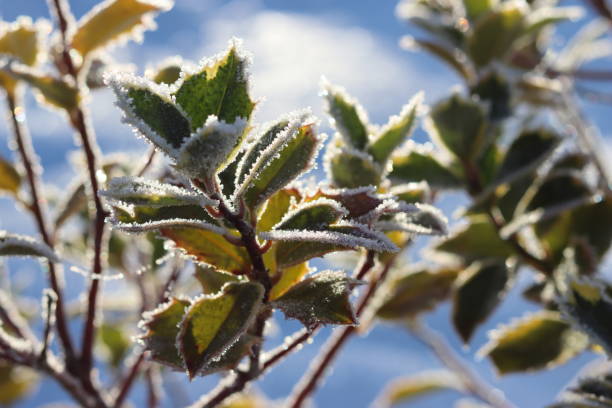 istock Frost covered holly leaves in winter 2193747932
