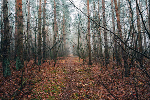istock Forest Path, Trees in Autumn Colors, Woodland Scene 2193750372