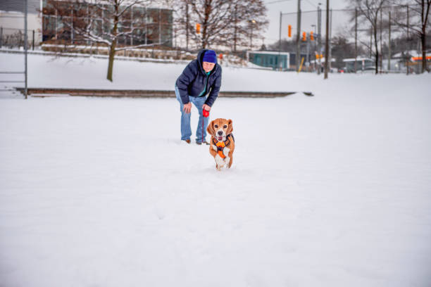 happy beagle dog walking in winter snow with his owner