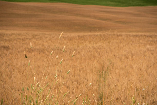 Summer Rural Landscape with Grain Fields, Focus on Foreground, Tuscany