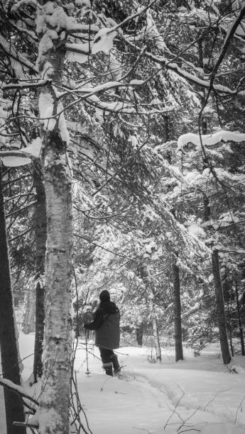 Snowshoeing in the boreal forest after a snowfall