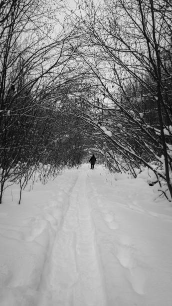 istock Snowshoeing in the boreal forest after a snowfall 2193754982