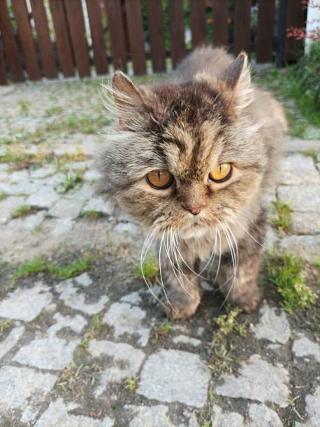 A beautiful little kitten with big eyes is walking in the yard.