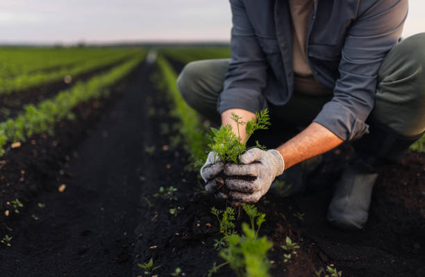 istock Farmer Inspecting Young Plants in a Field During a Clear Day 2193755234