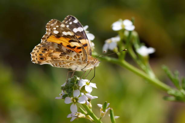 Painted Lady (Vanessa cardui)  feeding on European Searocket (Cakile maritima), side view looking at underside of wing - Puerto Calero, Lanzarote