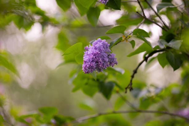 Lilac flowers in the spring garden, background for design, wallpaper, floral motif