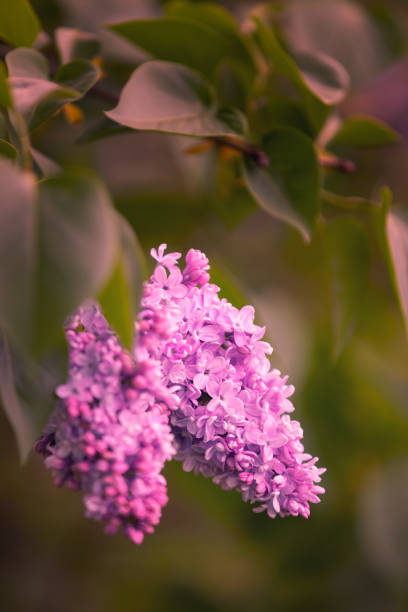 Lilac flowers in the spring garden, background for design, wallpaper, floral motif