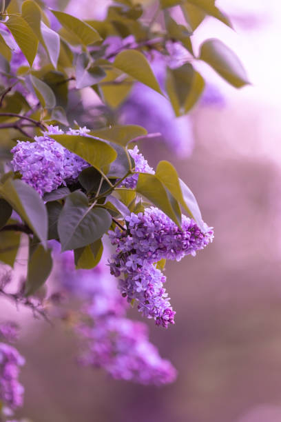 istock Lilac flowers in the spring garden 2193756127