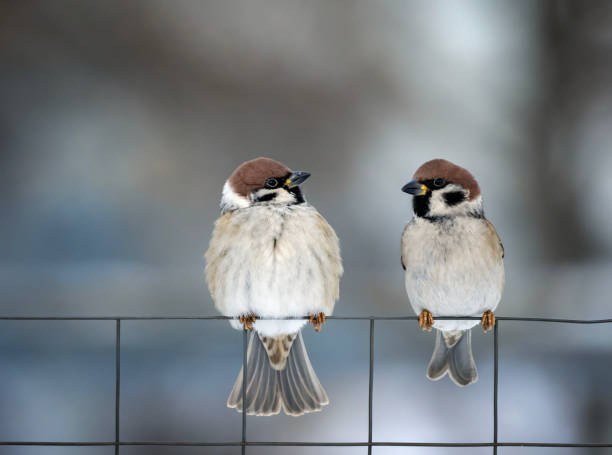 istock two birds sparrows sitting on a chain link fence in a winter garden 2193757390