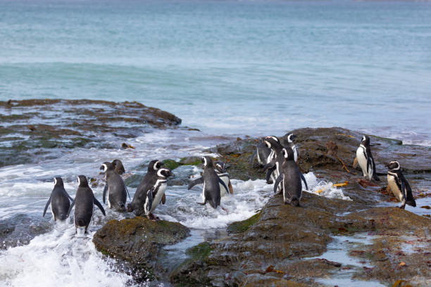 istock Magellanic Penguin, Spheniscus magellanicus, Falklands 2193758310