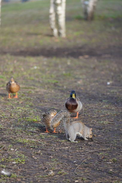 istock birds and Eastern Grey Squirrel in St. James's Park, London 2193759621