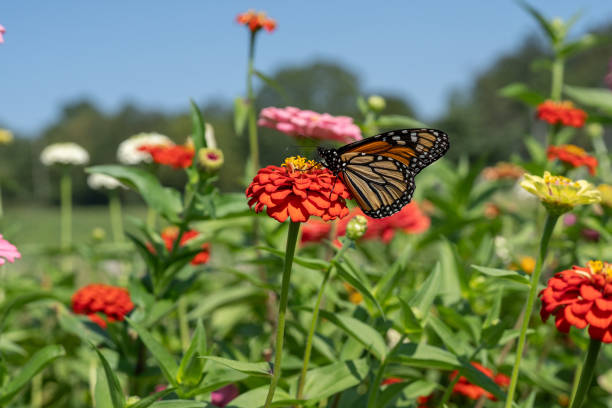 istock Monarch Butterfly in Summer Garden 2193759934