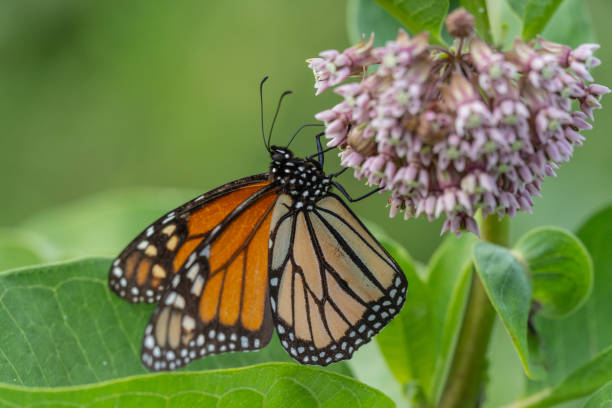 istock Monarch Butterfly on Common Milkweed 2193759944