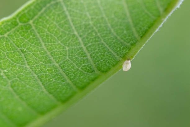 istock Monarch Butterfly Egg on Common Milkweed 2193759947
