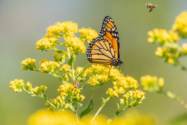 istock Monarch Butterfly and Honey Bees 2193759948