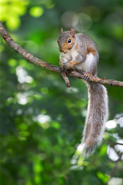 istock Portrait of a grey squirrel standing on a tree branch 2193760977