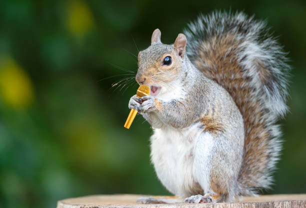Portrait of a cute grey squirrel singing into a microphone
