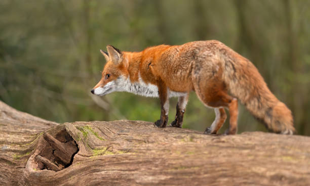 istock Portrait of a cute red fox standing on a tree in a forest 2193761032