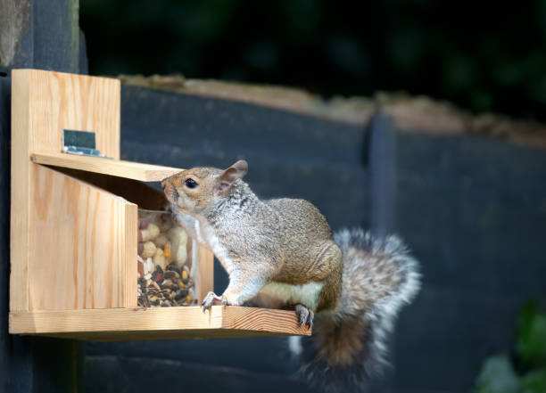 istock Portrait of a grey squirrel eating nuts and seeds on a squirrel feeder 2193761061