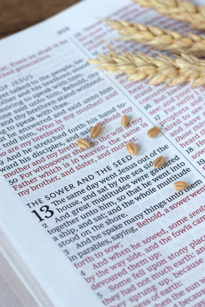 istock Wheat seeds on holy bible book 2193763703