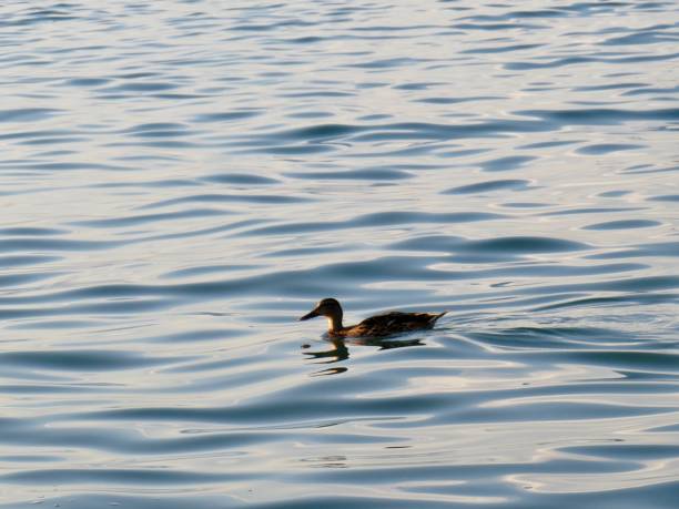 istock Serene Duck Floating on Calm Reflective Lake – Peaceful Nature Scene 2193764734