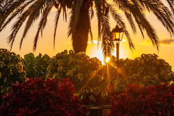 Sunset between a palm tree and green and red bushes, La Palma