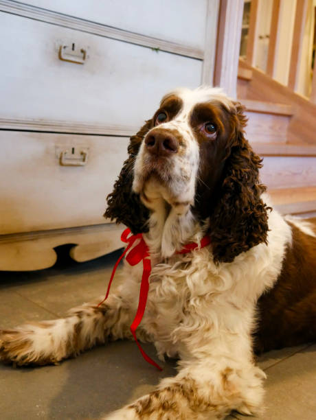 istock Dog with red ribbon 2193766615