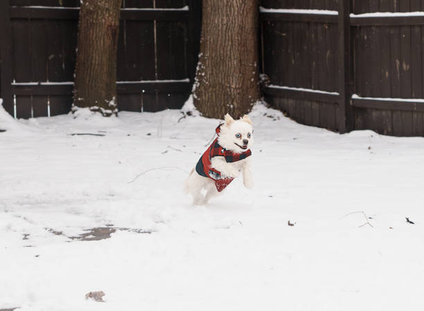 One year old puppy in a red coat playing in snow for the first time. The puppy is running and jumping and smiling while playing.