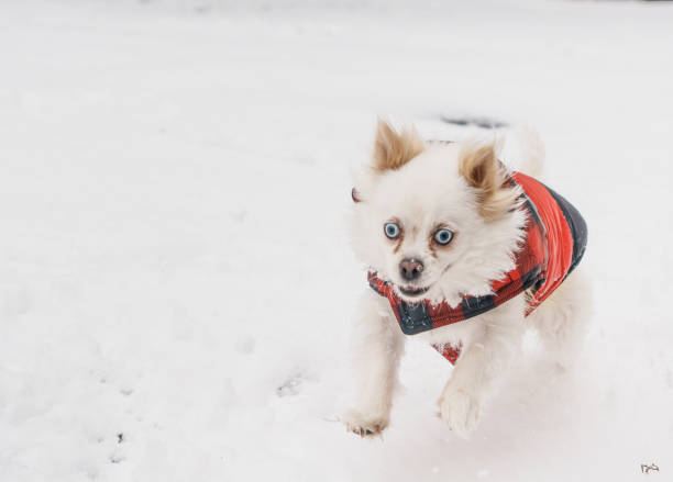 istock Puppy Playing in Snow 2193766642
