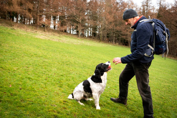istock Mature man throwing a ball for his spaniel dog in a park. 2193767127