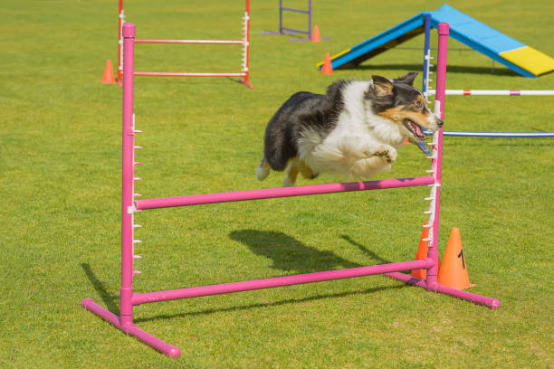Man works on obedience with his Border Collie dog in a lush park. The dog follows commands, showing discipline and teamwork.