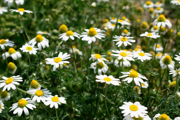 istock blooming chamomile in the field on a sunny day 2193771344