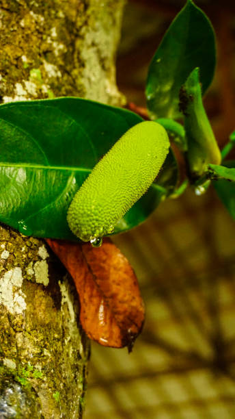 istock Close-Up Shot of a Green Fruit on a Tree Branch 2193773000