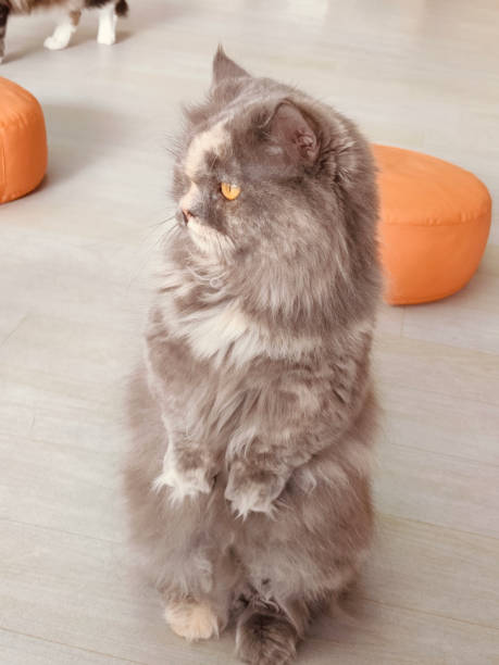 istock A cat with a fluffy coat stands on its hind legs and looks at the camera 2193773554