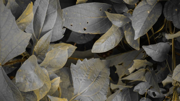 istock Close-up of Muted Leaves with Textures 2193773724