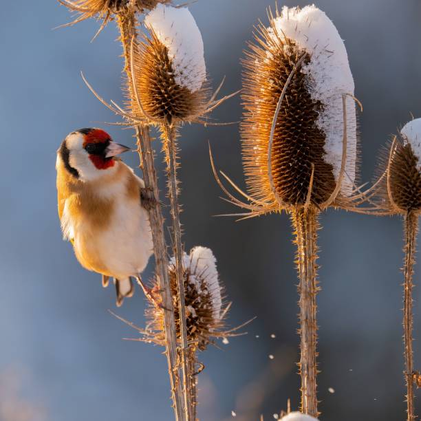 istock Goldfinch on Thistle in Winter Wonderland 2193774239