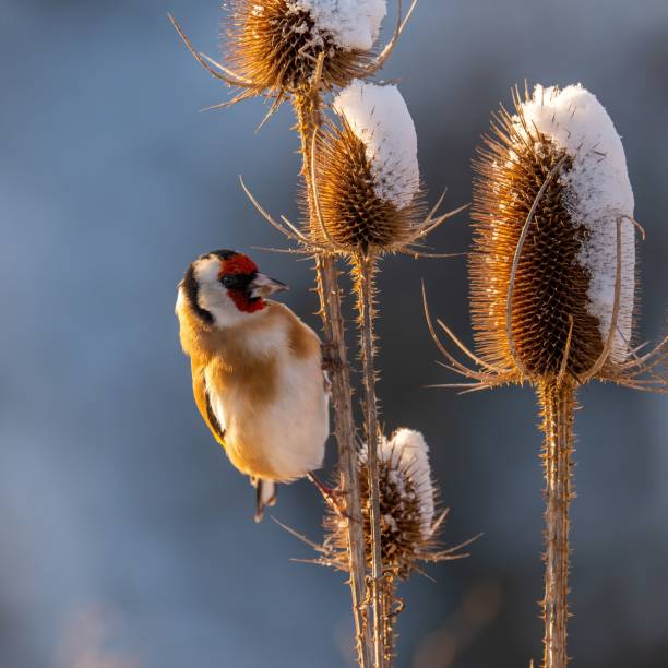 istock Goldfinch on Thistle in Winter Wonderland 2193774367