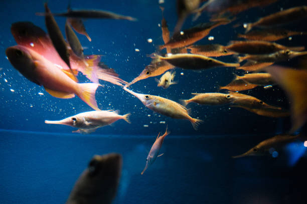 istock School of Long-Snouted Fish Gliding Through Aquarium Waters – A Dynamic Underwater Scene 2193774501