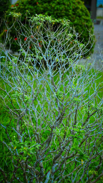 istock Leafless Bush with Intricate Branches in Garden 2193775016