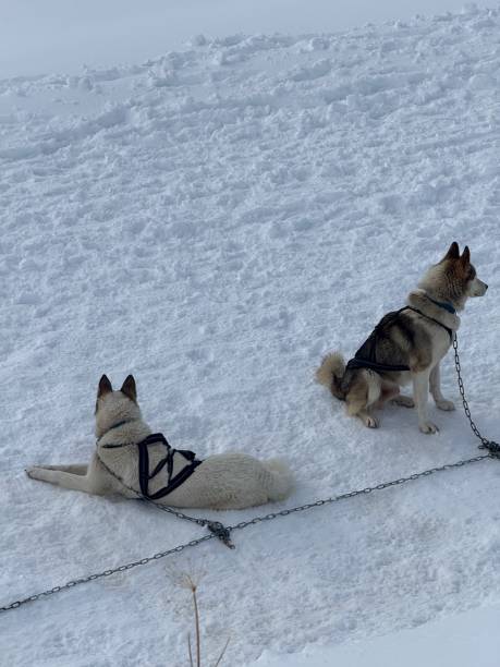 istock Huskies in the snow 2193775872