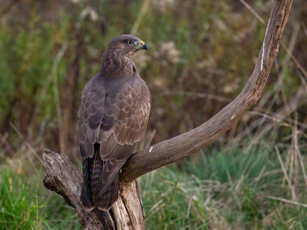 istock Majestic Buzzard Perched on a Weathered Branch 2193775916
