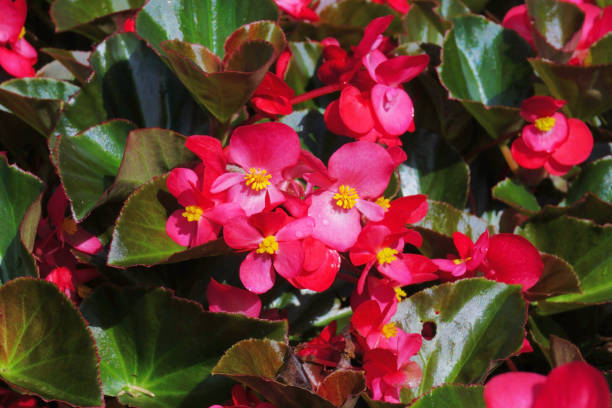 istock begonia flower in the garden 2193776071